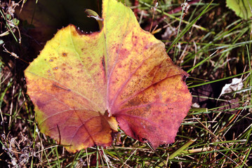 Coltsfoot plant red-yellow leaf, on grass background, top view