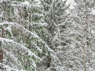 coniferous forest in the snow