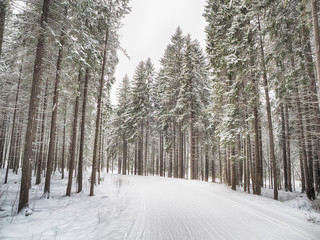 coniferous forest in the snow
