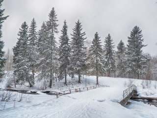 Fototapeta na wymiar coniferous forest in the snow