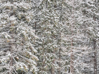 coniferous forest in the snow