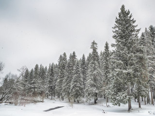 coniferous forest in the snow