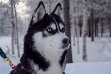 siberian husky in snow