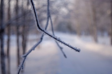 frozen tree branches in the snow