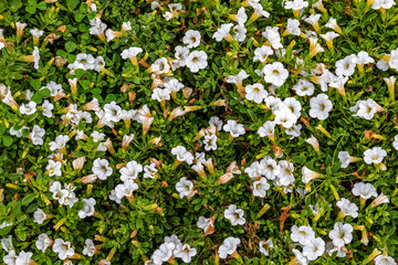 Solid background of white flowers among green grass. For a greeting card or mock up template for decorating a summer or spring mood in design