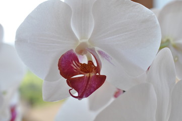 orchidea