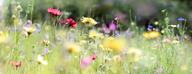 prairie de fleurs sauvages nature bannière pastel