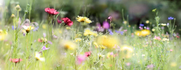 Deurstickers wilde bloemen weide natuur banner pastel © bittedankeschön