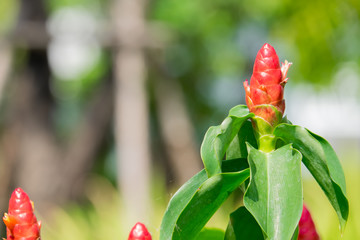Costus woodsonii flower in the garden, Red Button Ginger flower.