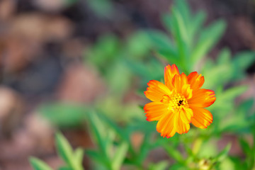 Sulfur Cosmos or Yellow Cosmos in the garden, top view.