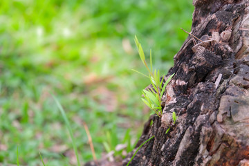 Branch green leaves growing around the old tree stump with green grass background.