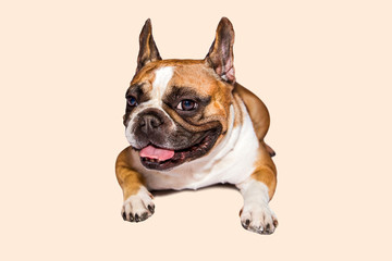 one brown emotional french bulldog on isolated background