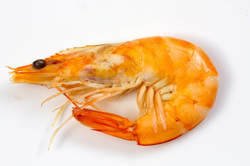 shrimp on white background