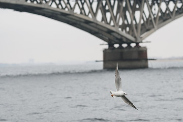 Seagull over the Volga river. Saratov - Engels Bridge.