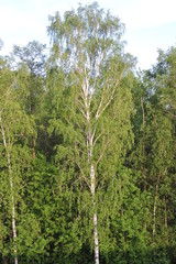 A birch in a forest