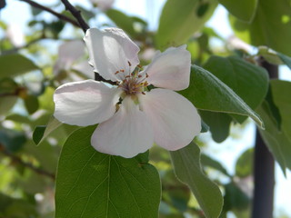 apple tree blossom