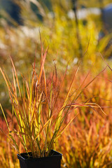 Eragrostis spectabilis / ornamental grass