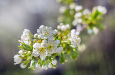 cherry blossom in spring