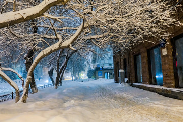 trees and tracks in the snow