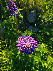 Beautiful pink purple white yellow lupins flower and lake mountain background in New Zealand lake Tekapo with green grass during sunset