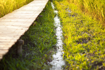 path in the park