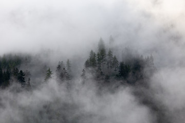 Forest in fog. Evergreen trees in clouds. Mysterious landscape