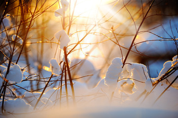 Siberian dogwood branches against sunlight winter background. Selective focus and shallow depth of field.