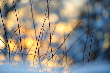 Siberian dogwood branches against sunlight winter background. Selective focus and shallow depth of field.