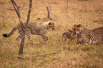 Cub walks towards cheetah biting scrub hare