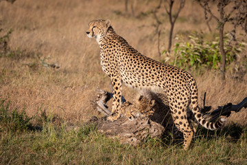 Cubs nuzzle under cheetah leaning on log