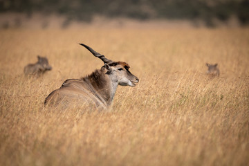 Eland lies in long grass near warthog