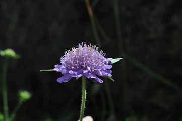 Fiore spontaneo