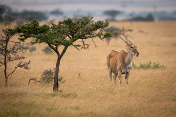 Eland stands staring at camera by tree