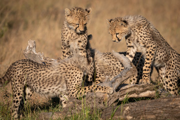 Four cheetah cubs play on dead log