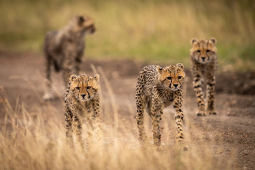 Four cheetah cubs walking down dirt track