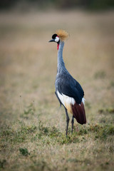 Grey crowned crane in savannah looking left