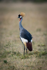 Obraz premium Grey crowned crane in savannah turning head