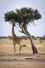 Giraffe chewing leaves from tree on savannah