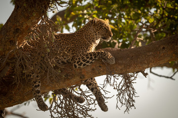 Leopard lies dangling legs down from branch