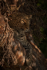 Fototapeta na wymiar Leopard lies in dappled sunlight in tree
