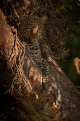Leopard lies in branches looking at camera