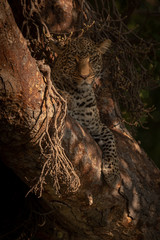 Fototapeta na wymiar Leopard lies in branches staring at camera