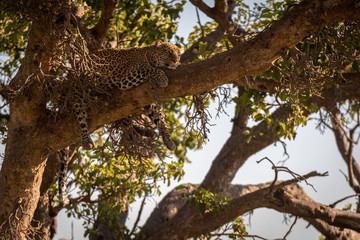 Fototapeta na wymiar Leopard lies in shade on high branch
