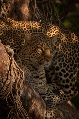 Leopard lies in tree with cub behind