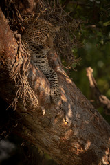 Leopard lies in tree looking down below