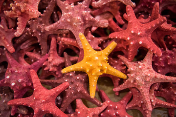 Plenty starfish