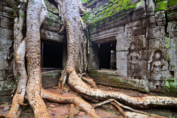 Cambodia, Siem Reap, Angkor, Ta Prohm Buddhist temple.