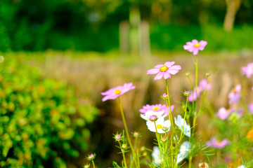 beautiful clolorful cosmos flower  background backdrop selected soft focus