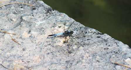 Libellula azzurra