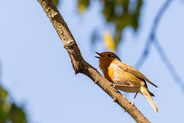 A red robin or Erithacus rubecula. This bird is a regular companion during gardening pursuits
